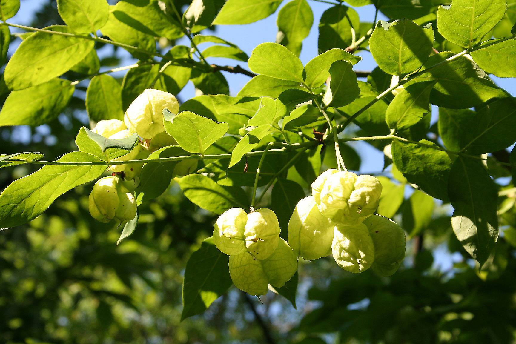 yellow fruits, lime-green leaves with green stems