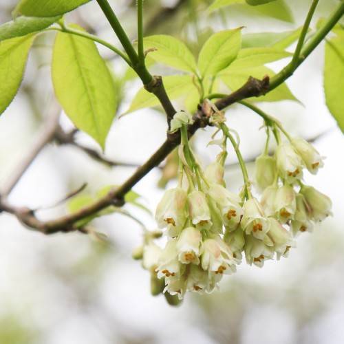 lime-green leaves with off-white flowers, red anthers and brown branches