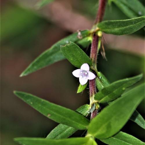 lavender flowers with green leaves and burgundy stems