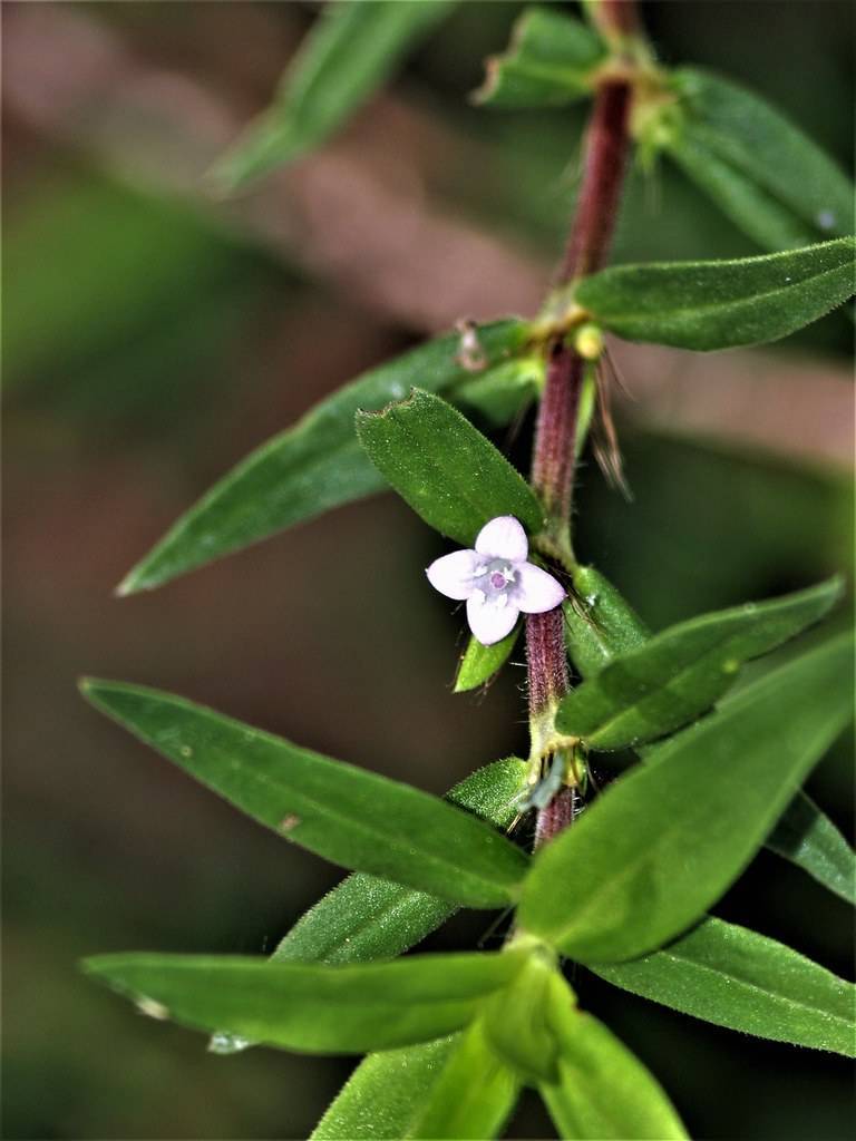 lavender flowers with green leaves and burgundy stems