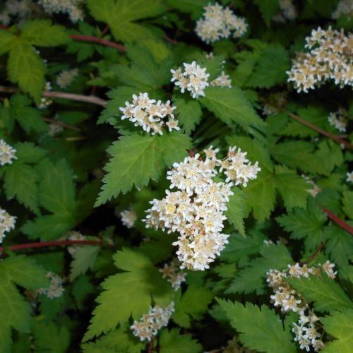 white flowers with yellow center, green leaves and burgundy stems