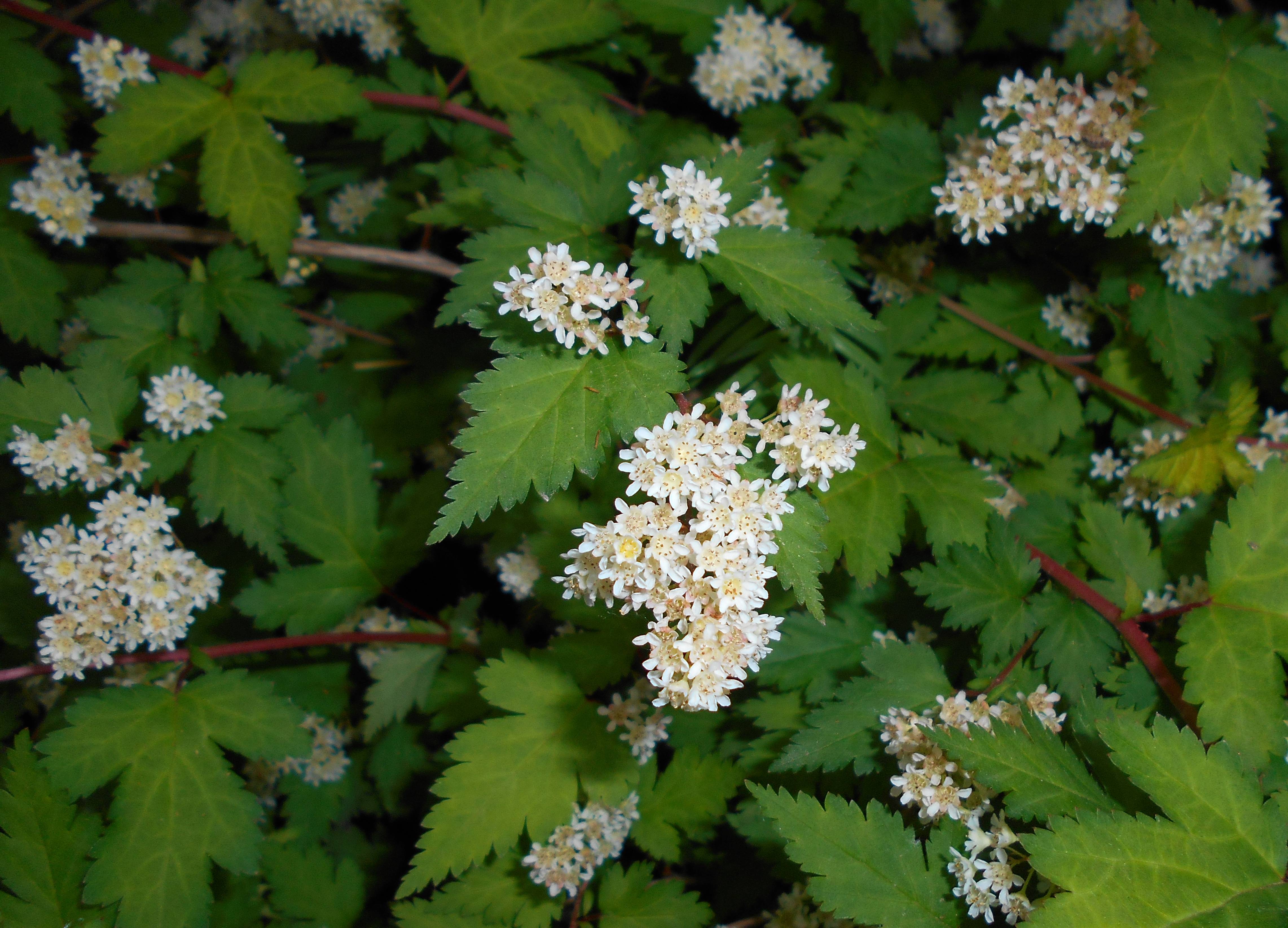 white flowers with yellow center, green leaves and burgundy stems