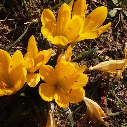 orange-yellow flowers with orange anthers, orange filaments and green leaves
