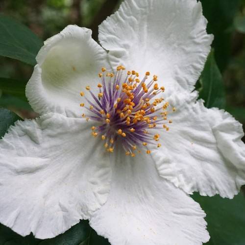 white flower, orange anthers, purple filaments and green leaves