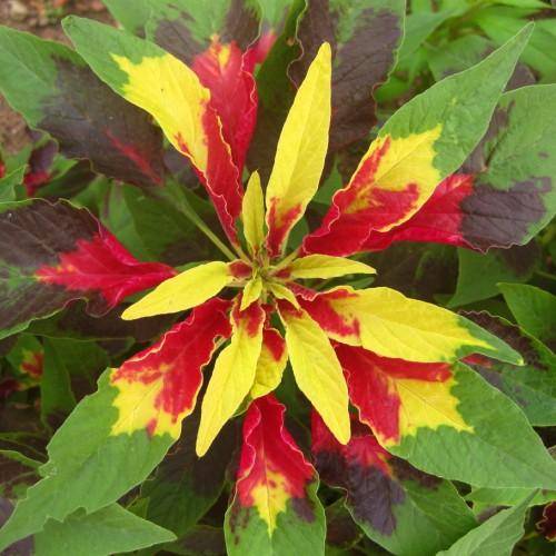 Vibrant green-yellow-red leaves on green stems.