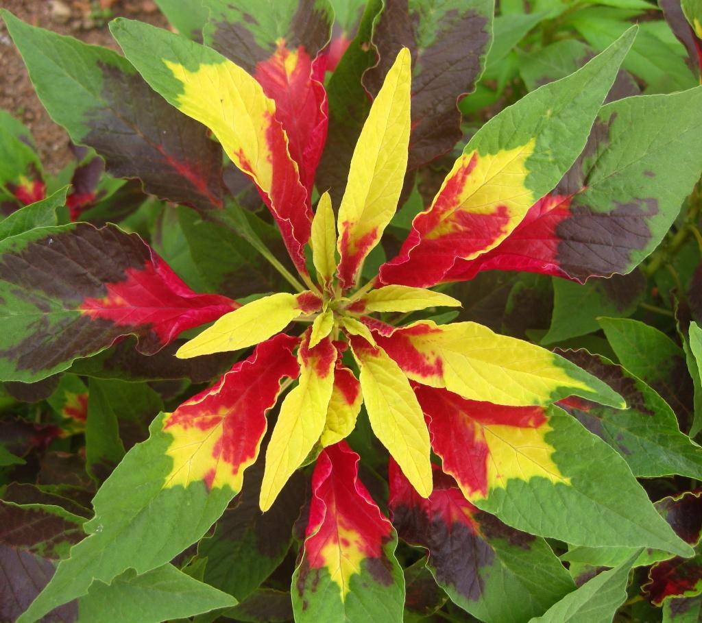 Vibrant green-yellow-red leaves on green stems.
