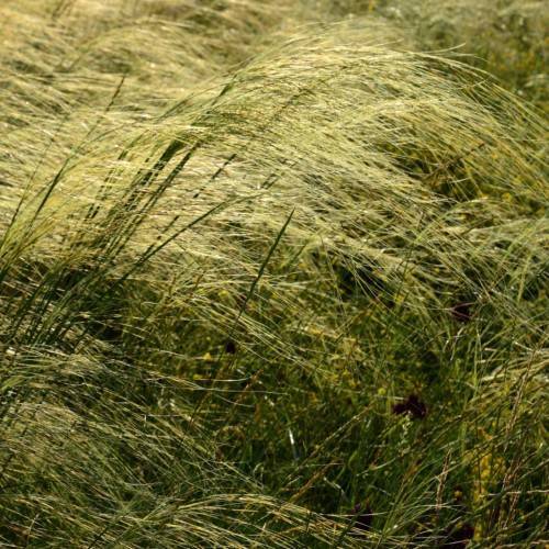 gold-green foliage with green stems