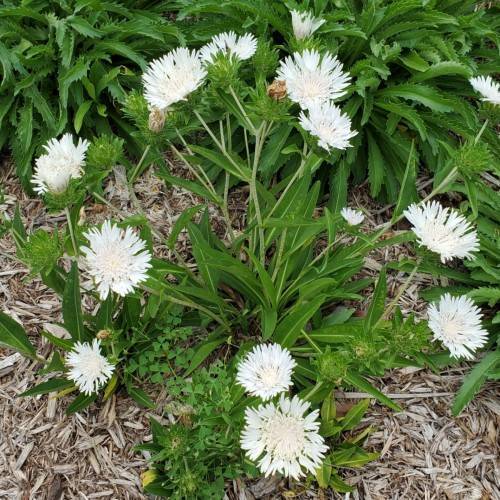 white flowers with cream center, green leaves and stems