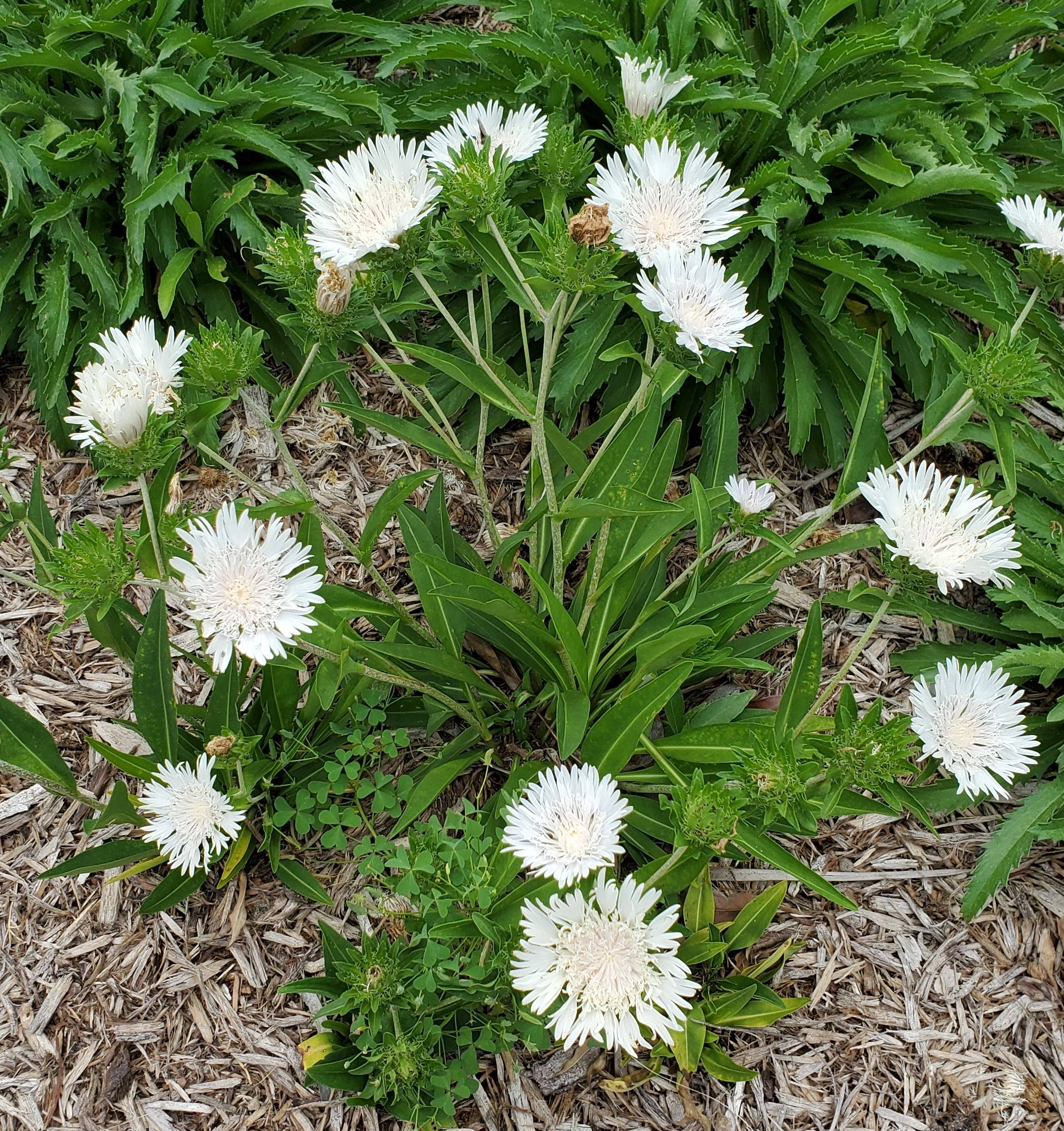 white flowers with cream center, green leaves and stems