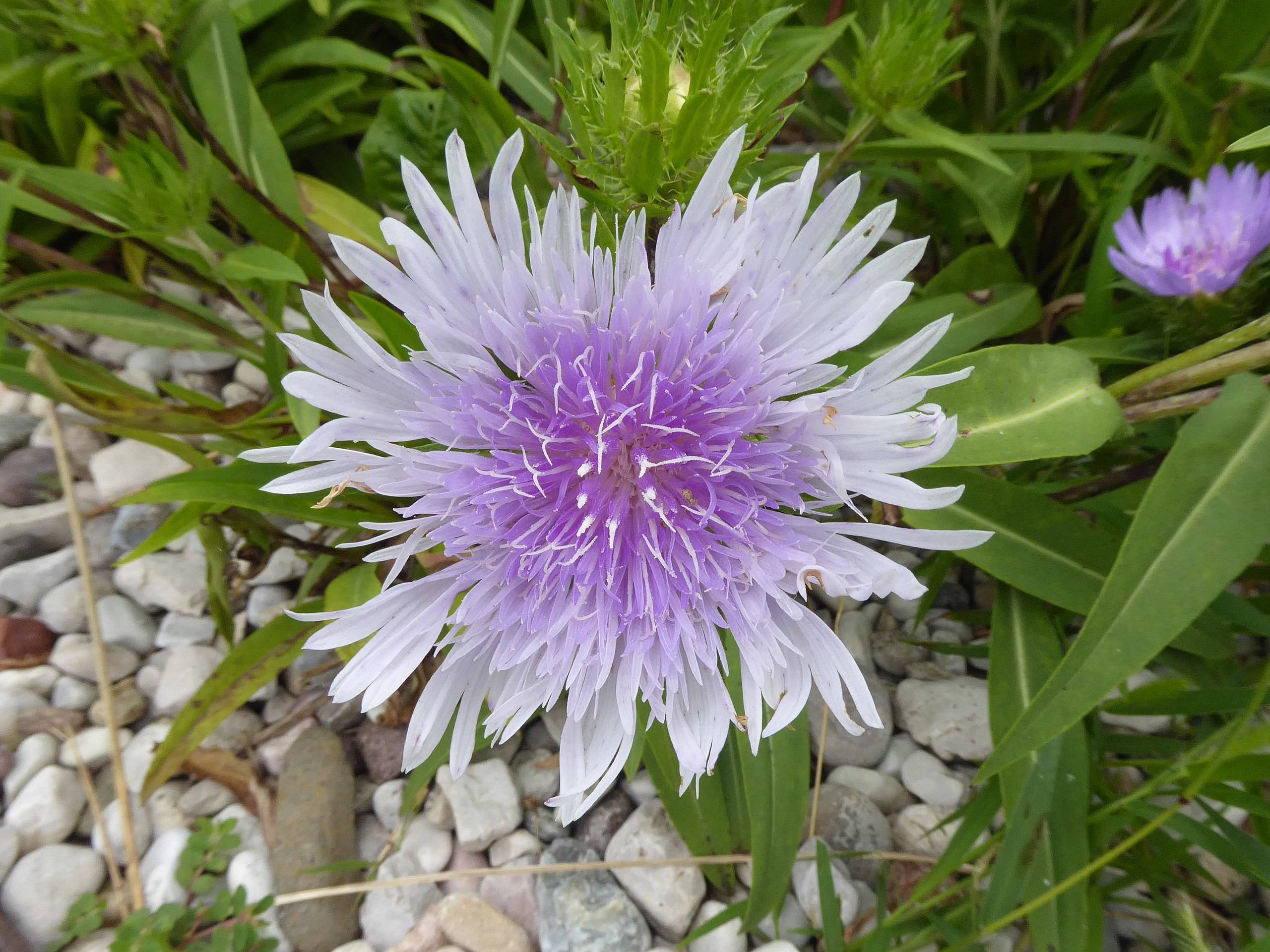 white-purple flowers with lime-green leaves