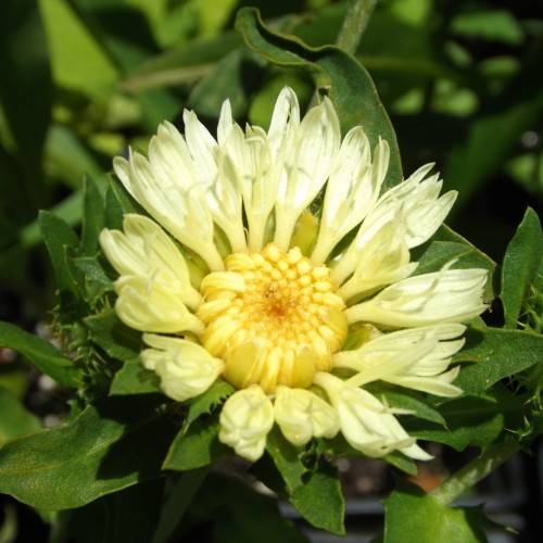 light-yellow flower with yellow center, olive leaves and stems