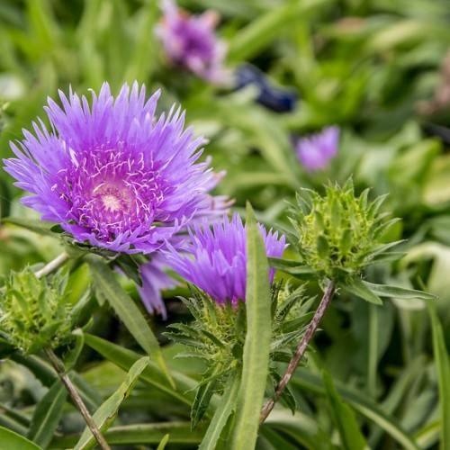 blue flowers with purple-peach center, lime buds, olive leaves and brown stems