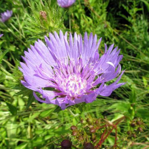 purple-lavender flowers with purple-white stamens, lime-green stems and leaves
