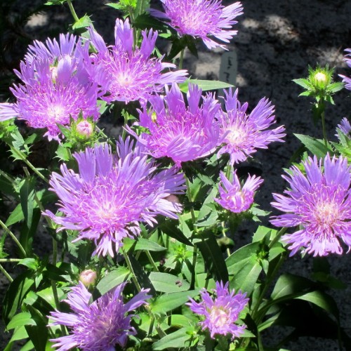 Purple flower with filaments, beige center and anther, green sepal, stems and leaves and light-purple buds.
