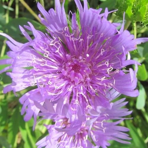 purple-pink flowers with white stamens, lime-green stems and leaves