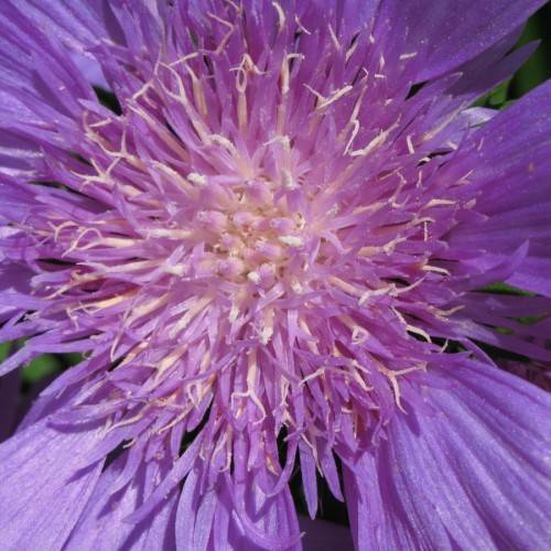 purple-pink flowers with peach-plum stamens and green leaves