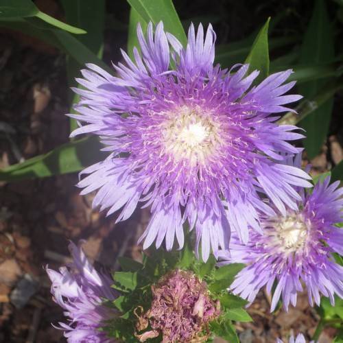 purple-blue flowers with beige center, peach-plum stamens and lime-green leaves