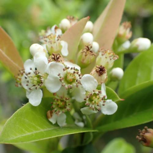 white flowers with lime center, white filaments, brown anthers and peach-lime leaves