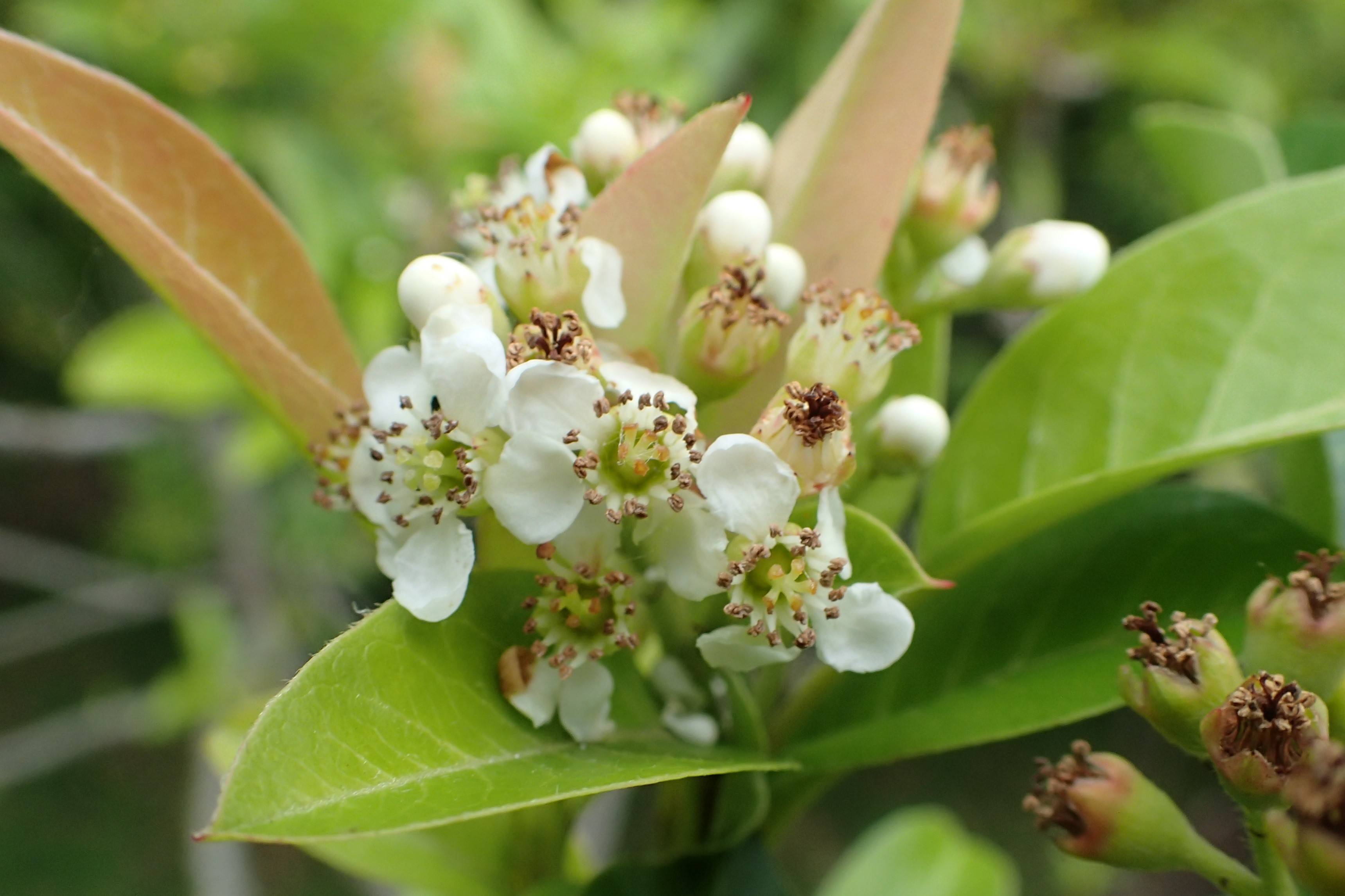 white flowers with lime center, white filaments, brown anthers and peach-lime leaves