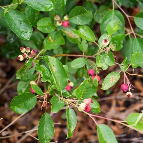Green leaves and white-pink fruits on brown stems.