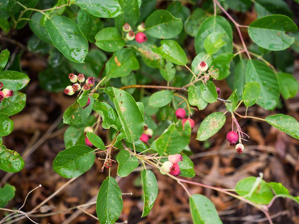 Green leaves and white-pink fruits on brown stems. 
