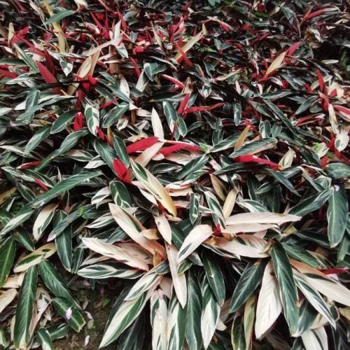 green-white leaves
