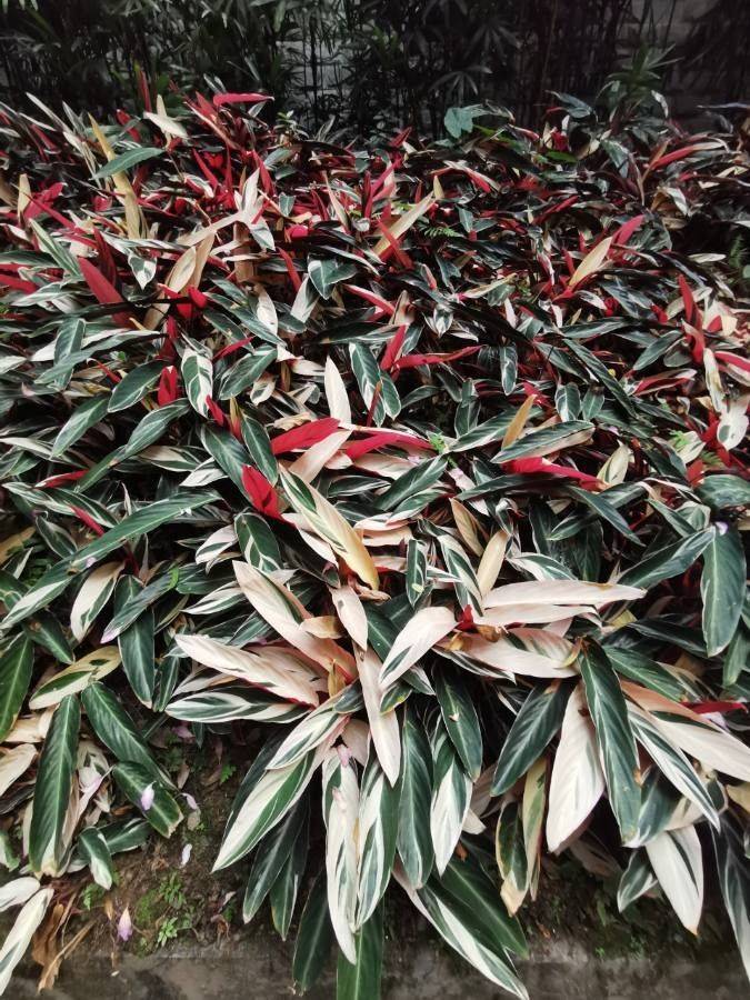 green-white leaves