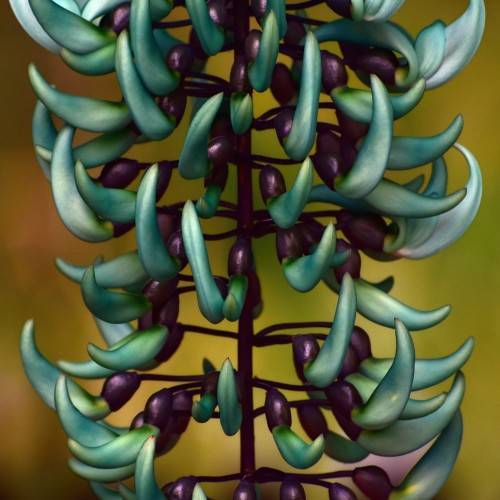 teal flowers with burgundy sepals and brown stems