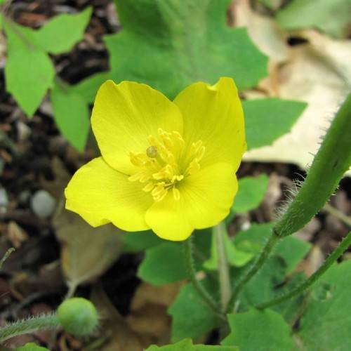 yellow flowers with yellow anthers, yellow filaments, lime-green leaves and green stems