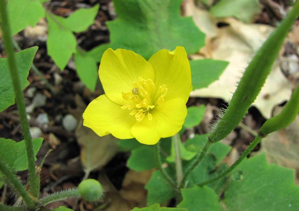 yellow flowers with yellow anthers, yellow filaments, lime-green leaves and green stems