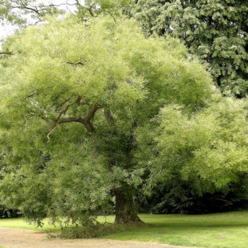 gold-lime foliage with brown branches and trunk