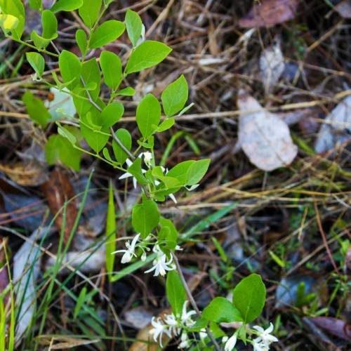 lime-green foliage with white flowers and brown stems