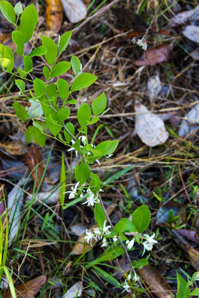 lime-green foliage with white flowers and brown stems