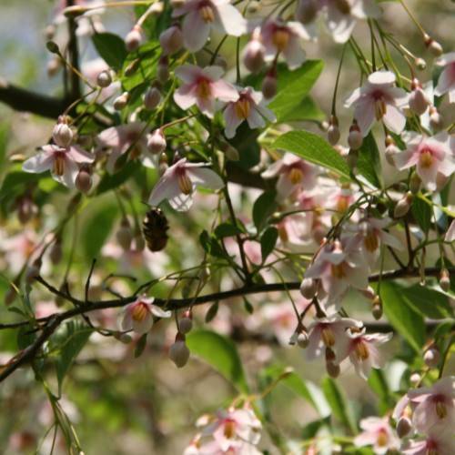 light-pink flowers and buds with green leaves and brown branches