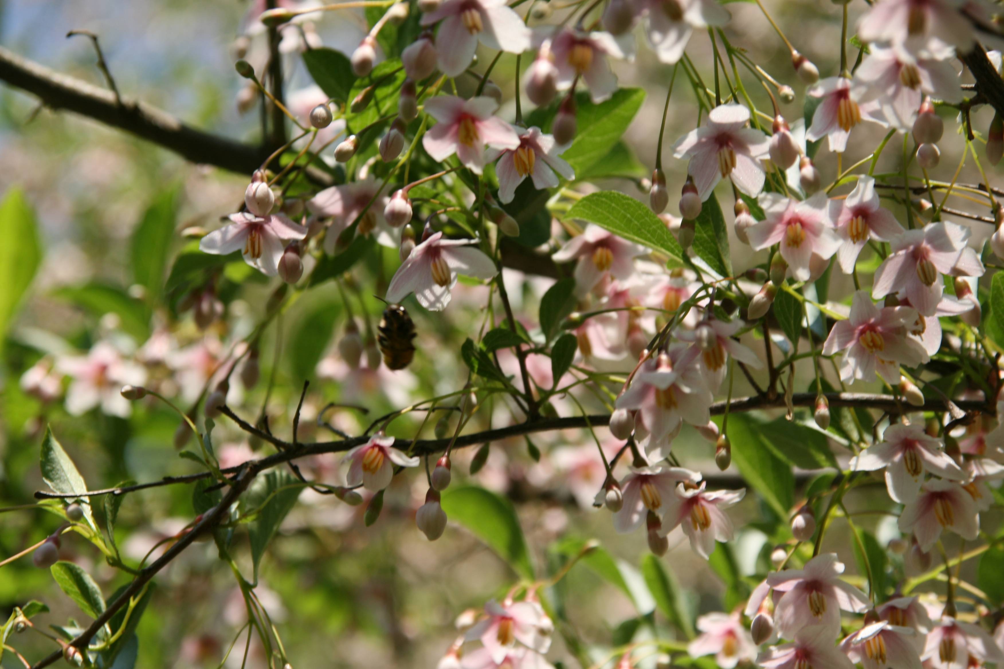 light-pink flowers and buds with green leaves and brown branches