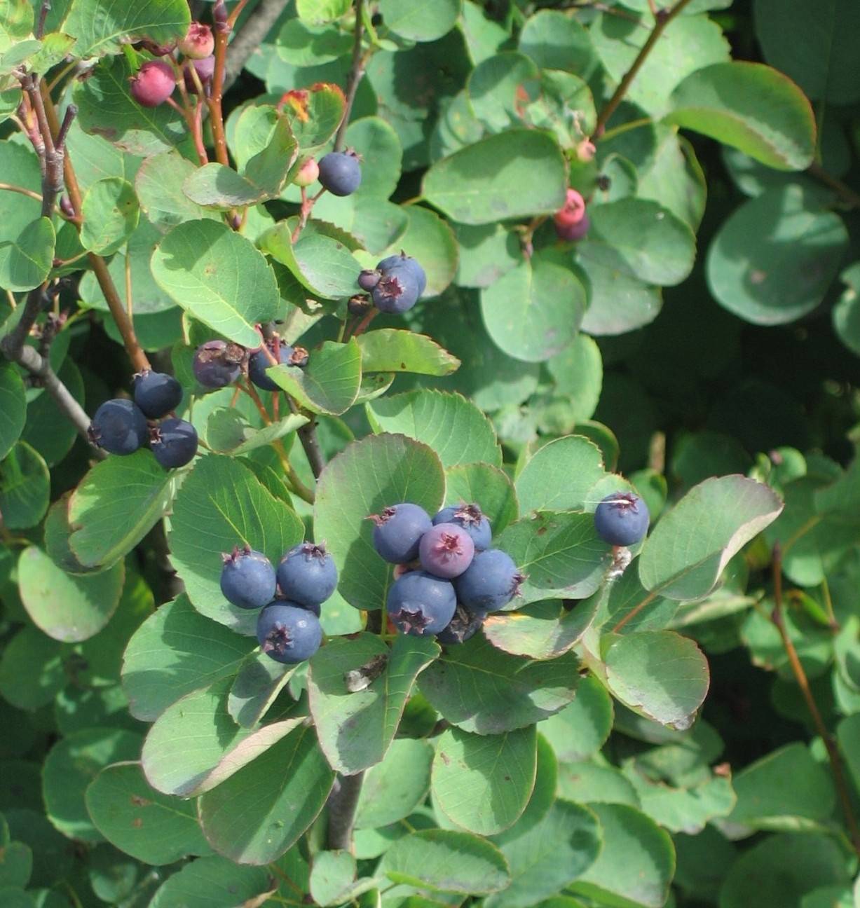 blue-pink fruits with light-green leaves and brown stems