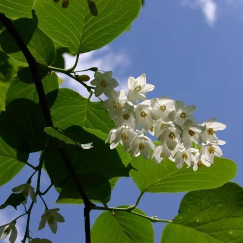 white flowers with white filaments, yellow anthers, lime-green leaves, and green stems