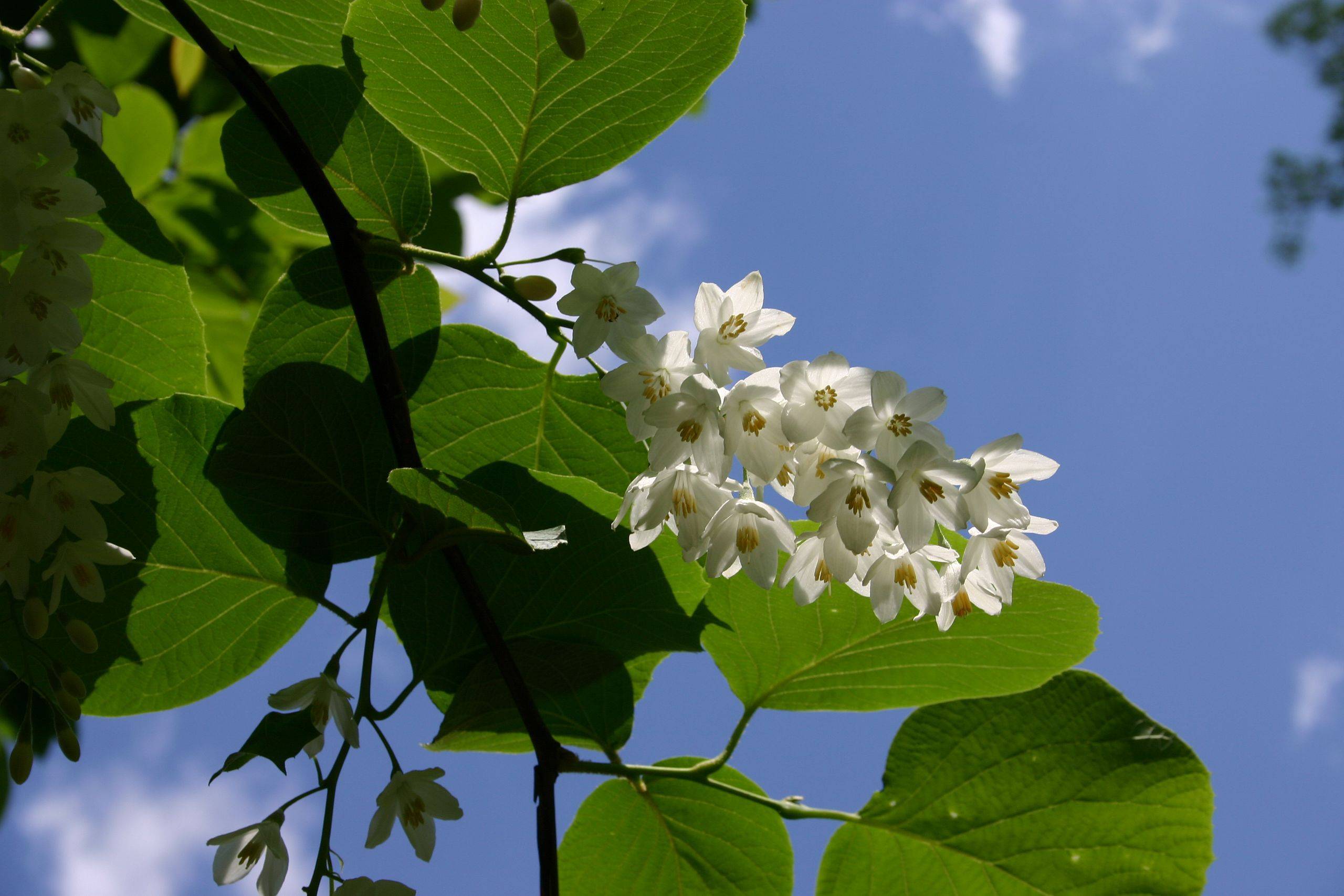 white flowers with white filaments, yellow anthers, lime-green leaves, and green stems