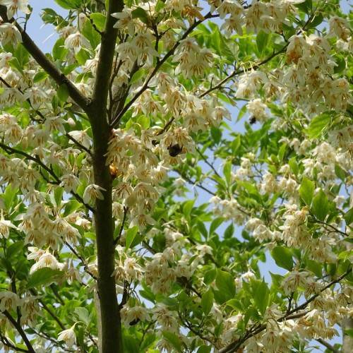 off-white flowers with yellow stamens, lime-green leaves, and brown branches