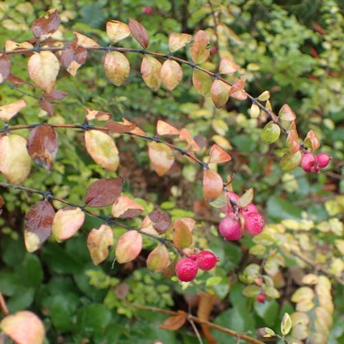 pink-red fruits with burgundy-peach leaves and brown branches