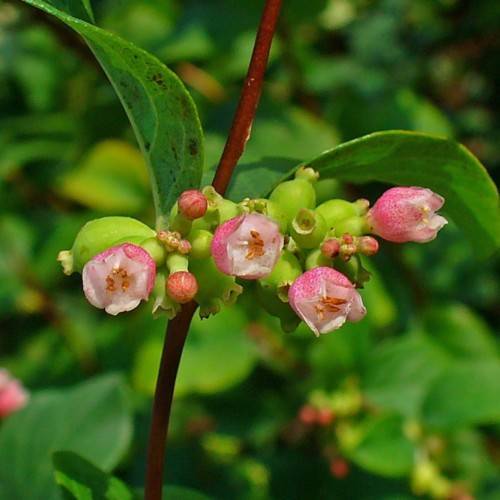 pink-white flowers with orange anthers, white filaments, lime-pink buds, green leaves and burgundy branches