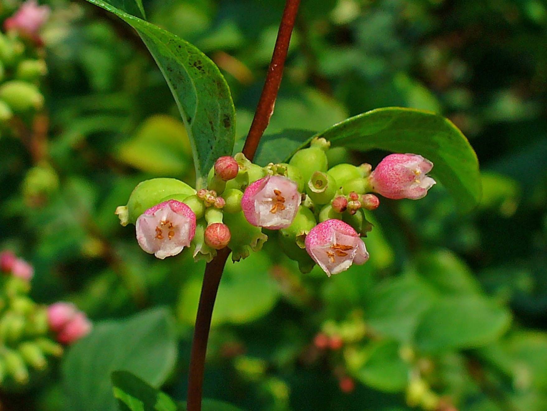 pink-white flowers with orange anthers, white filaments, lime-pink buds, green leaves and burgundy branches