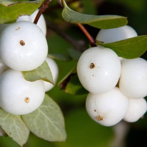 white fruits with green leaves and brown stems