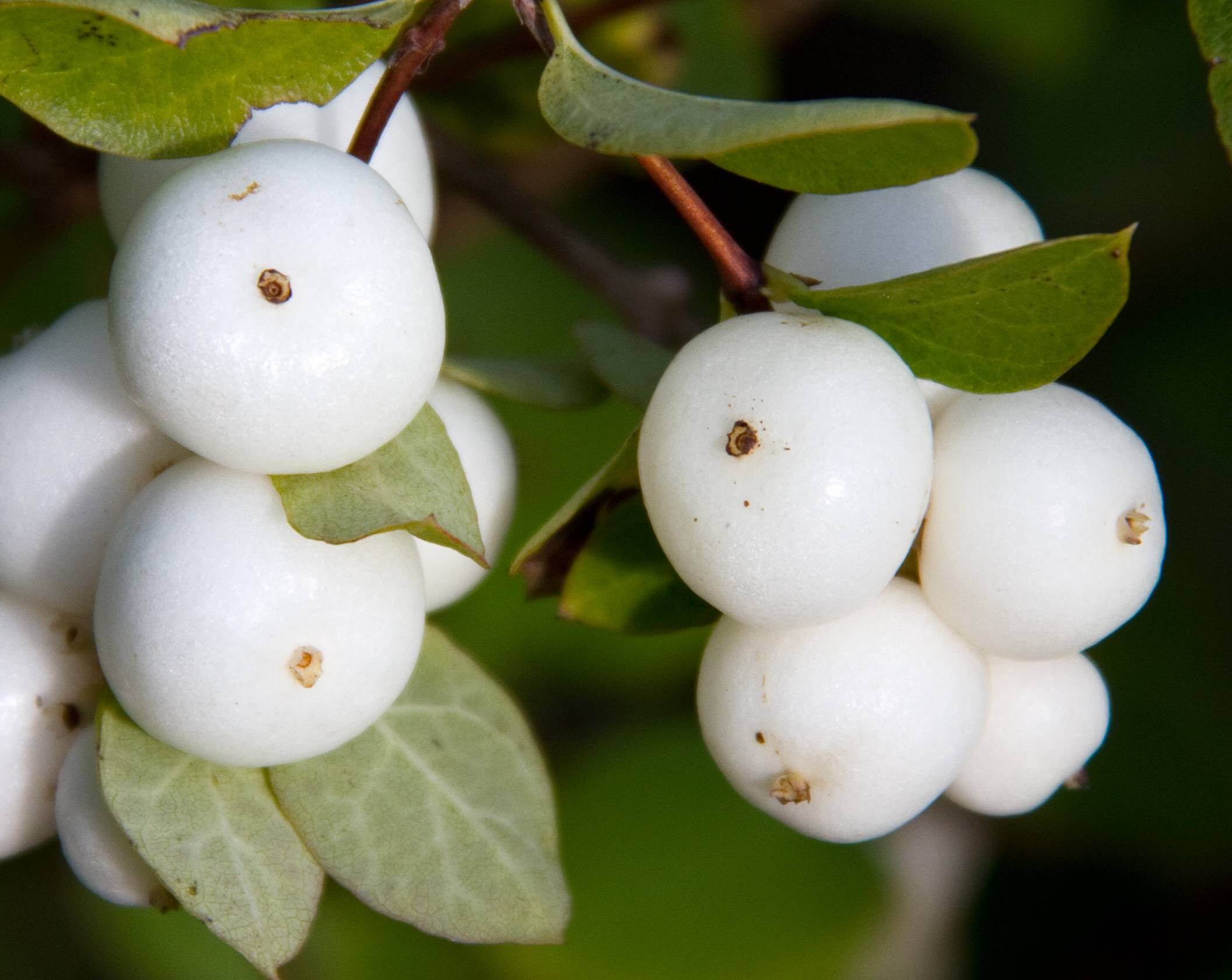white fruits with green leaves and brown stems