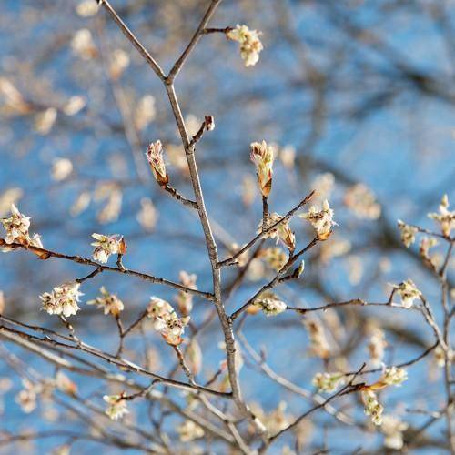 White flowers and gray branches.