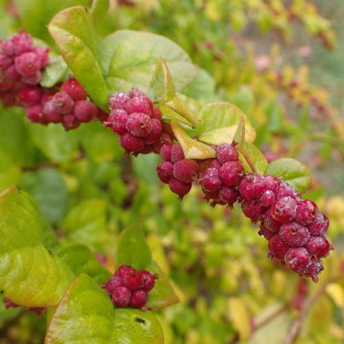 red-pink fruits with lime-yellow leaves