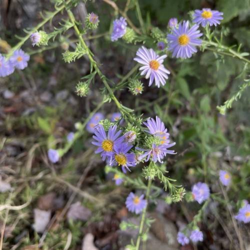 light-blue flowers with yellow center, green leaves and stems