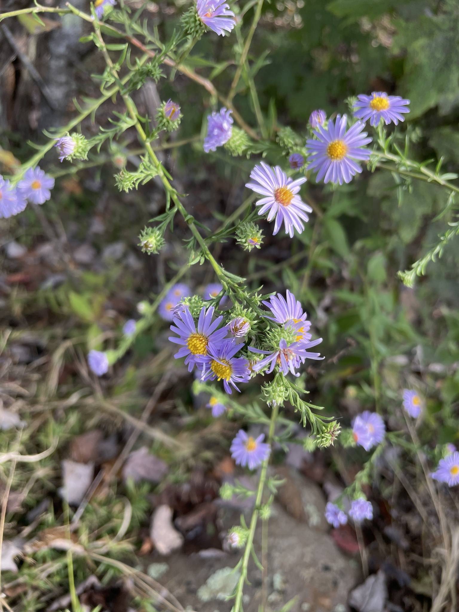 light-blue flowers with yellow center, green leaves and stems