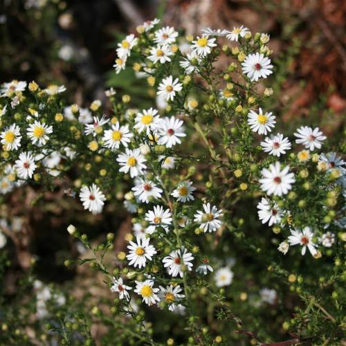 white flowers with yellow center, yellow buds, green leaves and stems