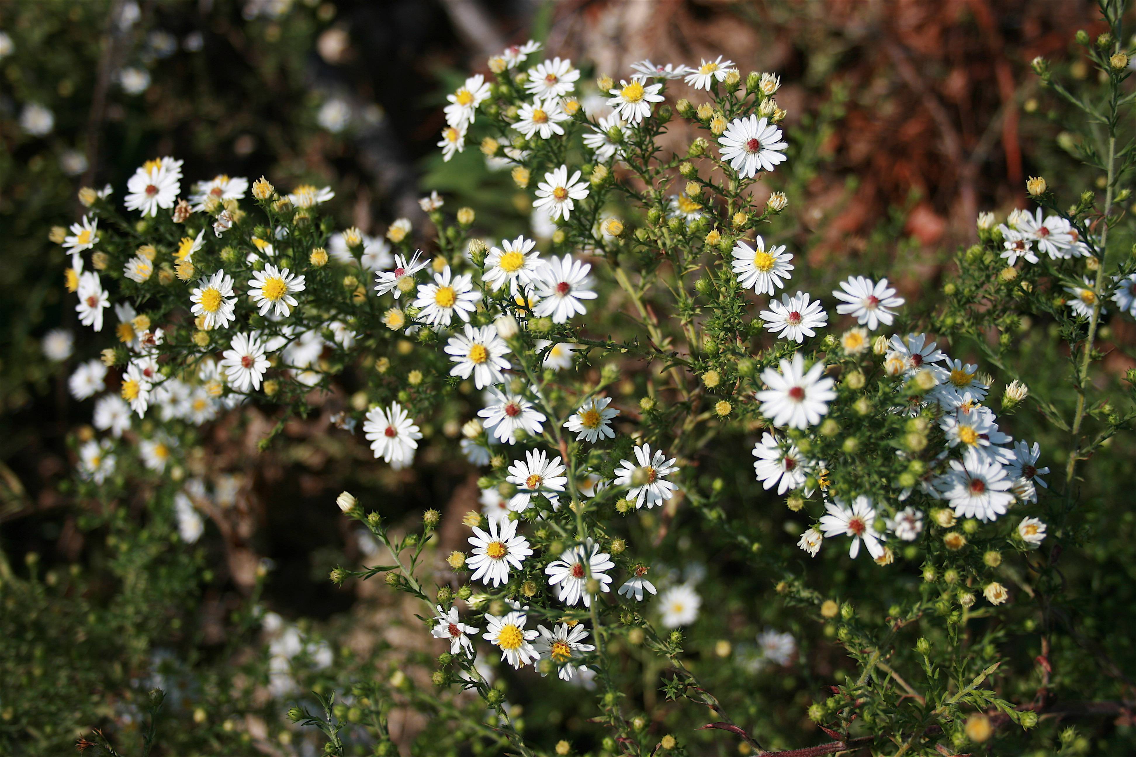 white flowers with yellow center, yellow buds, green leaves and stems